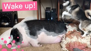 DOG TRIES TO WAKE UP SLEEPING PIG