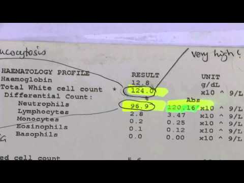 The Terrier X vomited for one week - closed pyometra