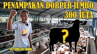 Download lagu REVIEW HARGA DOMBA DORPER IMPOR AUSTRALIA &  SUFFOLK AYODHYA FARM JOGJA | ASBLANAS.TV mp3 Download lagu REVIEW HARGA DOMBA DORPER IMPOR AUSTRALIA &  SUFFOLK AYODHYA FARM JOGJA | ASBLANAS.TV mp3