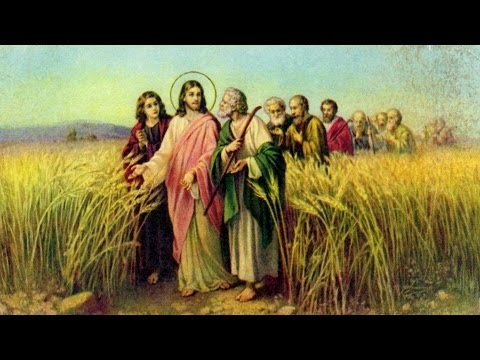 039 Trganje klasja subotom - Harmonija Evanđelja