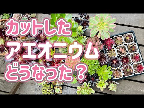 園芸 タブリフォームアエオニウム