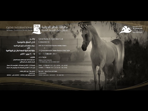 7th Qatar International Arabian Peninsula Horse Show - 10TH FEB 2017