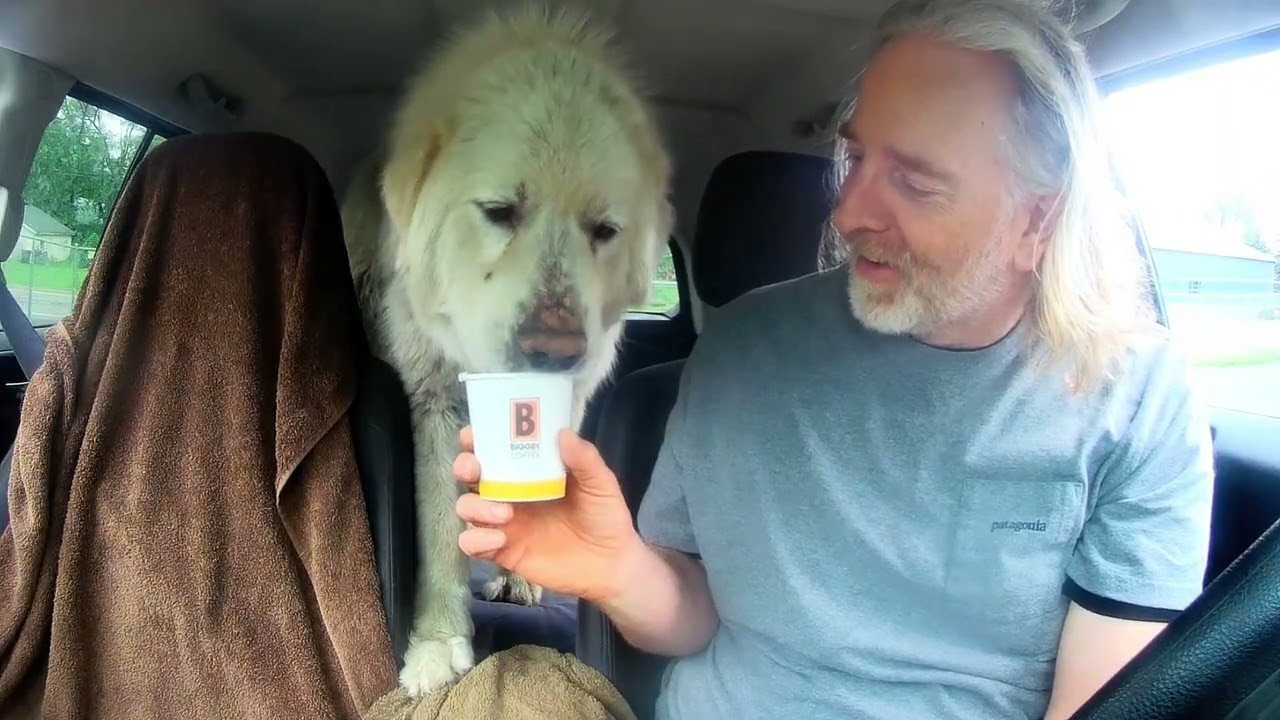 Snowball, a ADOPTABLE Great Pyrenees in Quincy, MI video 5/5