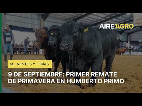 REMATE de la Unión Ganadera de HUMBERTO PRIMO: todo lo que tenés que saber 🐮