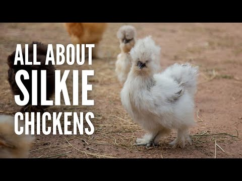 , title : 'Silkie Chickens: Everything You Need to Know'
