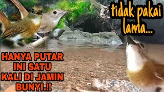 Download lagu terapi srdc malam hari,terapi srdc biar cepat bunyi, pancingan srdc biar bunyi, srdc gacor mp3 Download lagu terapi srdc malam hari,terapi srdc biar cepat bunyi, pancingan srdc biar bunyi, srdc gacor mp3