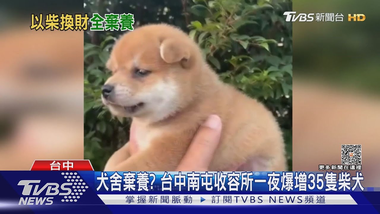 犬舍棄養？台中南屯收容所一夜爆增35隻柴犬
