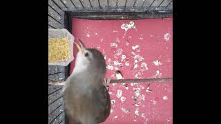 Download lagu ciblek kristal belajar bunyi mp3 Download lagu ciblek kristal belajar bunyi mp3