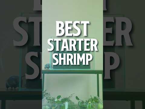 Beginner Shrimp | Easy Pet Shrimp