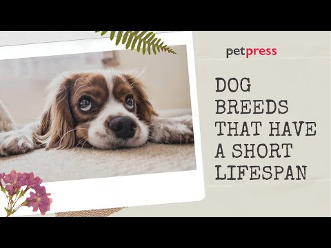 Dog Breeds That Have A Short Lifespan