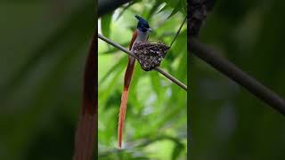 Download lagu Seriwang Asia Betina di alam liar! #shorts #fantasticsf #planetbirds #seriwangasia #talipocong mp3
