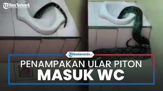 Viral Video Penampakan Ular Piton Raksasa Terlihat di Kamar Mandi, Lalu Terpantau Masuk Lubang WC