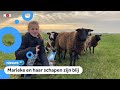 Steeds minder schapen hebben de ziekte blauwtong