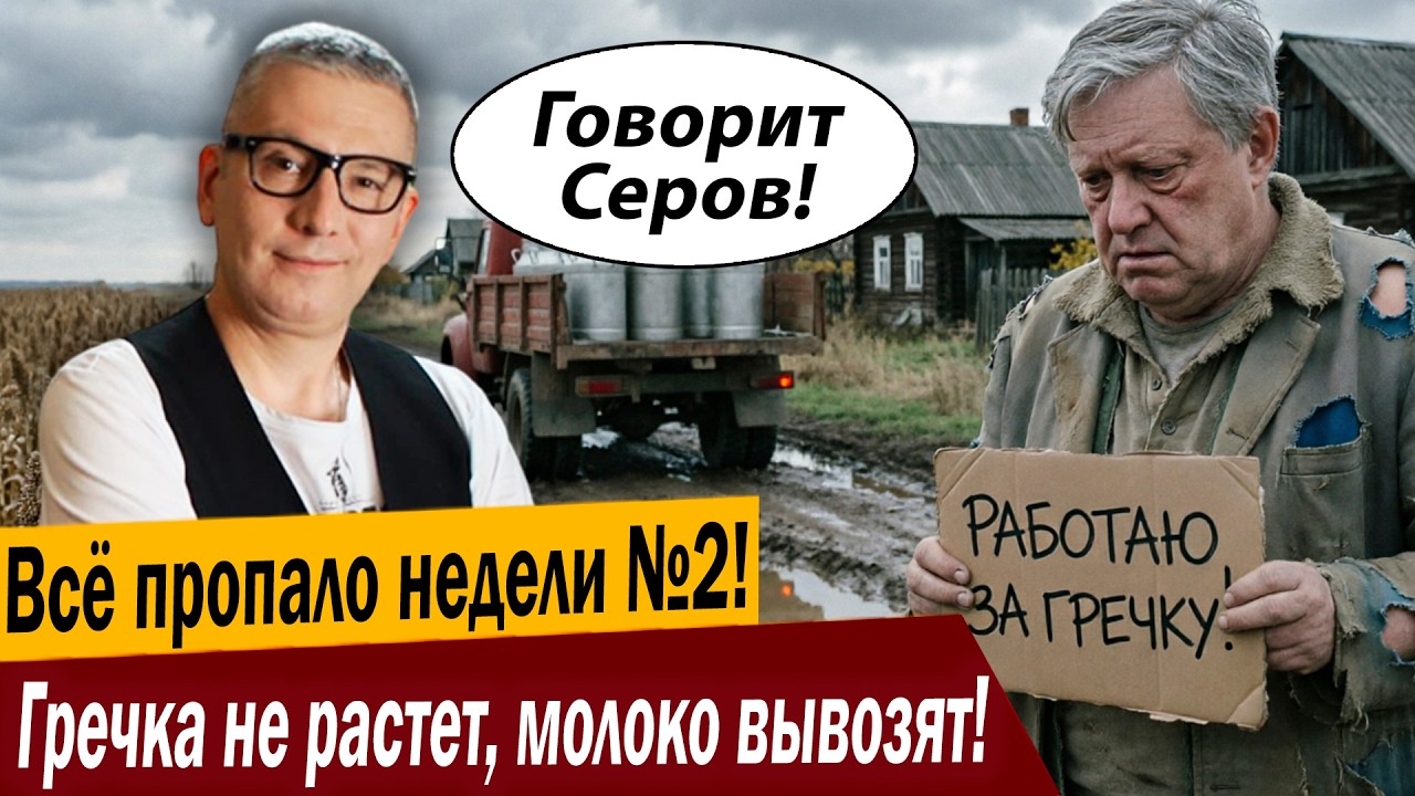 Всё пропало недели №2! Гречка не растет, молоко вывозят!
