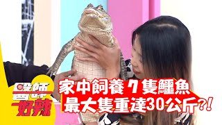 家中飼養7隻鱷魚，最大隻重達30公斤？！【#醫師好辣】20220112 part3 EP1269 乱彈阿翔 胡瓜
