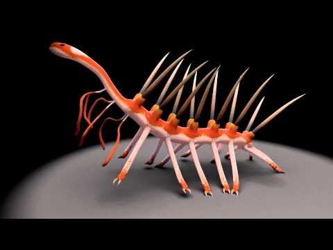 ハルキゲニアウォーキング