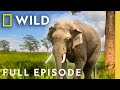 Elephant Kingdom Full Episode Secrets Of Wild India Nat Geo Animals
