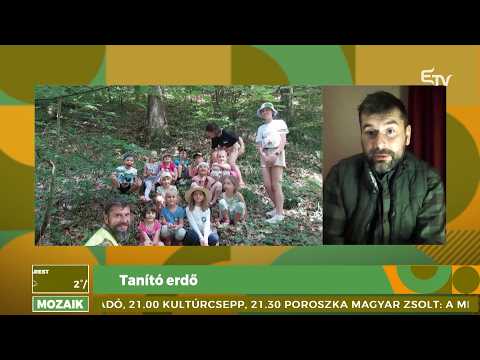 Tanító erdő – Mozaik