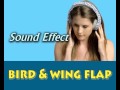 sound effect bird & wing flap 