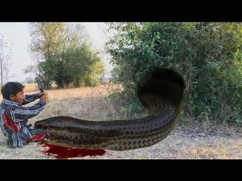 DIY Creative Snake Trap   Snake Trap Technology Build From Plastic  Nets That Works 100%