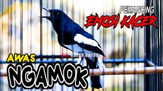 Download lagu KACER NEMBAK NGEROL, PEMANCING EMOSI KACER LAIN AGAR NGAMOK mp3 Download lagu KACER NEMBAK NGEROL, PEMANCING EMOSI KACER LAIN AGAR NGAMOK mp3