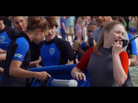 Clip from A Dolphin Tale 2 (2014)