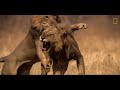 Tres Leones Se Enfrentan A Un Macho Que Invade Su Territorio National Geographic España