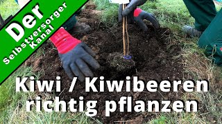 Kiwibeeren richtig pflanzen und pflegen
