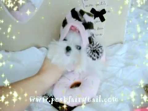 download lagu mp3 mp4 Micro Teacup Maltese Full Grown, download lagu Micro Teacup Maltese Full Grown gratis, unduh video klip Micro Teacup Maltese Full Grown
