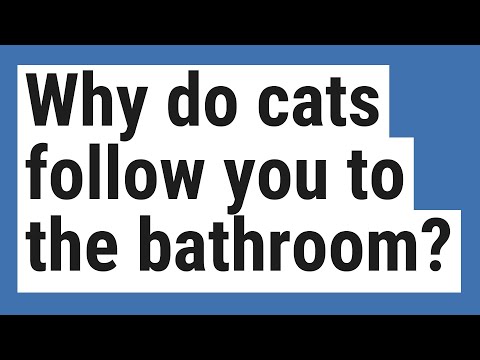Why do cats follow you to the bathroom?