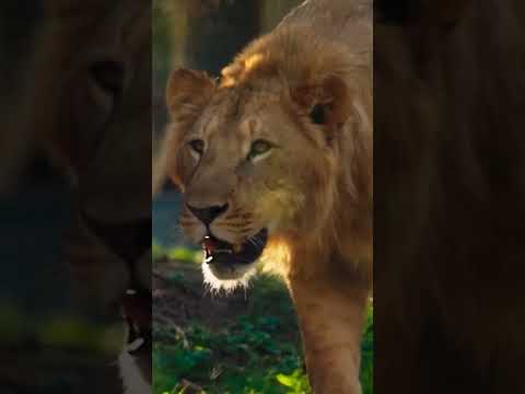 MP boosts wildlife efforts inspired by Anant Ambani #Vantara #anantdadadt #anantambanidt