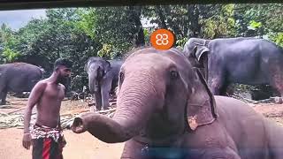 Download lagu අවුරුදකුත්  පහු උනා  කාටද මතක  රසික සහ රාජුගේ ආදර කතාව රසික ඔබට නිවන්සුවය ලැබේවා  mp3