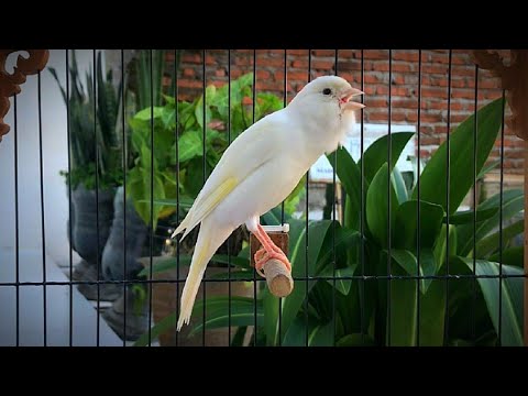The Ultimate Canary Singing Video From A Legend‼️Belgian Canary Singing