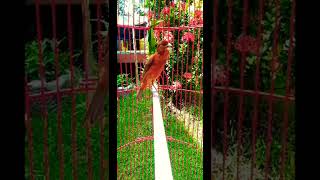 Download lagu Kenari blackred gacor full mp3 Download lagu Kenari blackred gacor full mp3