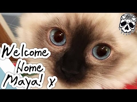 WELCOME HOME MAYA - Ragdoll Kitten Seal Point - 12 Weeks Old