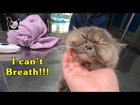 She can't breath! - Saving a dying persian cat to survive!