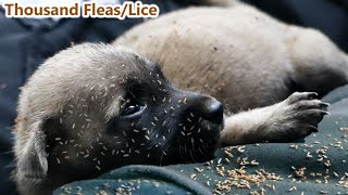 Spray and Get rid of many flea and lice from newborn puppy part1