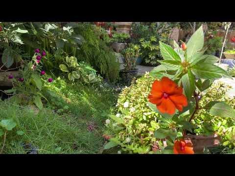 Slow You Down / Impatiens platypetala flower ☱☵