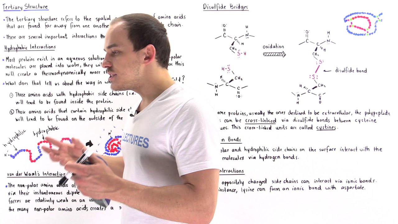 Tertiary Structure of Proteins