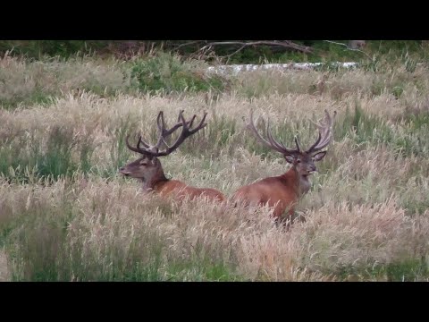Vorfreude auf die Hirschbrunft 2022   Looking forward to the stag rut in 2022