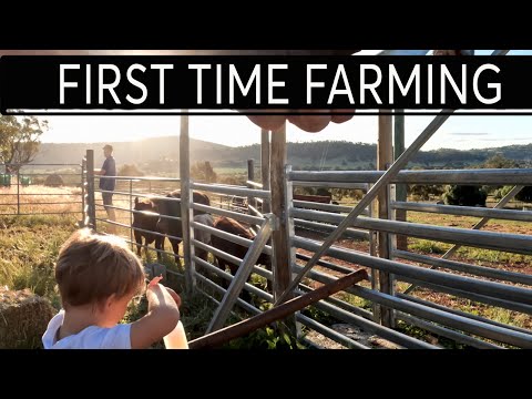 Father & Son Drenching Cows For The First Time
