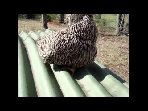 download lagu mp3 mp4 Hen Vs Chicken Taste, download lagu Hen Vs Chicken Taste gratis, unduh video klip Hen Vs Chicken Taste