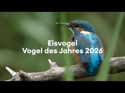 Vogel des Jahres 2026: Eisvogel