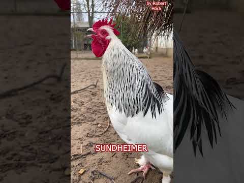 , title : 'SUNDHEIMER Hühner Hahn kräht! Sundheimer rooster crowing #rarechickenbreed #fancychickens #hühnerhof'