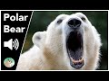 Polar Bear - Sounds