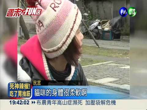 猴硐賞貓新亮點 貓咪公設萌翻天