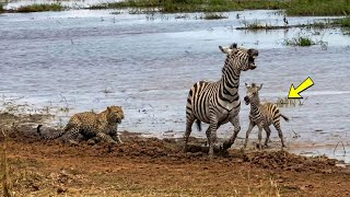 LEOPARDO ATACA FILHOTE DE ZEBRA E VEJA O QUE ACONTECEU