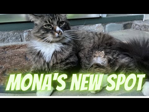 Feral cat (Mona's) new territory