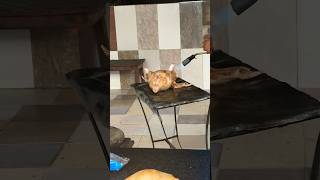 Download lagu Local meat shop in Nepal #exploreuaewithrm #explorenepal #dubaitourism #travelvlog #chiken #local mp3