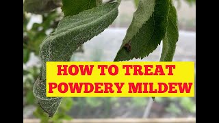 Powder Mildew on  my Apple tree and how to treat them in an organic way without pesticides